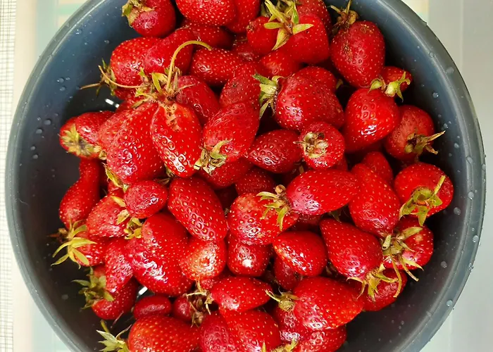 Chez Blandine & Pol - D'hotes 3* Hardelot-Plage